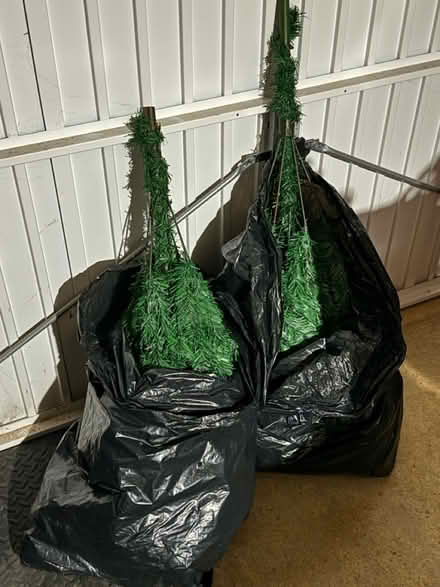 Photo of free Xmas tree (Hunstanton) #1