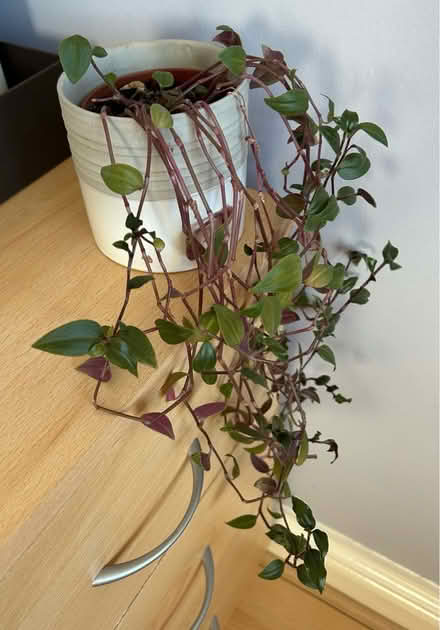 Photo of free Plant (L26) #1