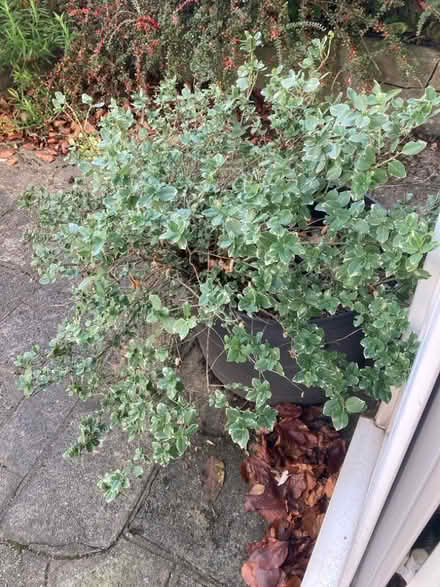 Photo of free Euonymus bush (Purley CR8) #2