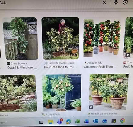 Photo of Fruit Trees (Sandy SG19) #1