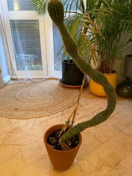 Photo of free Large potted cactus (E8 St Marks Rise area) #1