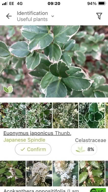 Photo of free Euonymus bush (Purley CR8) #1