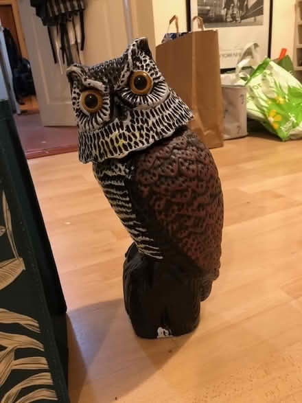 Photo of free Plastic owl (CV22 - near centre of Rugby) #1