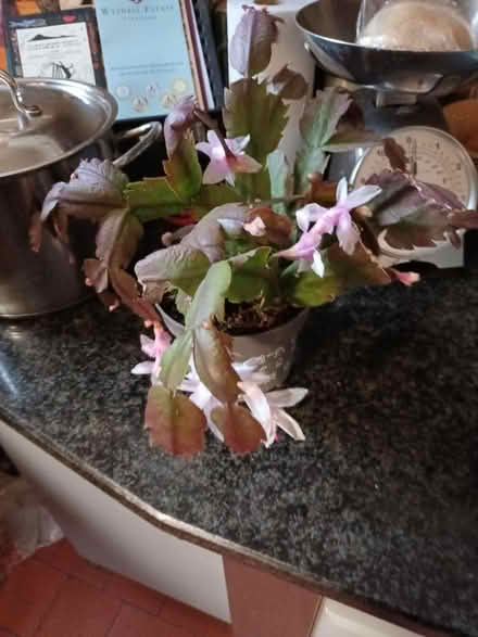 Photo of free Winter flowering cactus (Frankwell SY3) #1