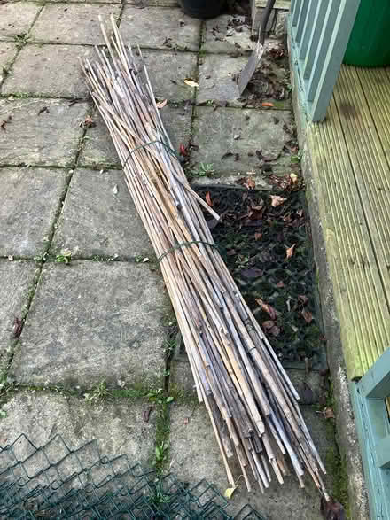 Photo of free Bamboo canes (HP27 Lacey Green) #1