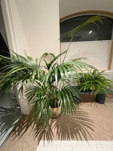 Photo of free Tall parlour palm (Se8 5ae) #1