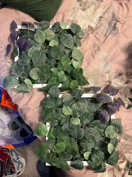 Photo of free Faux plant pictures (Shenley Brook End MK5) #1