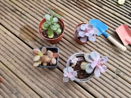 Photo of free Succlents (Braintree, CM7) #1