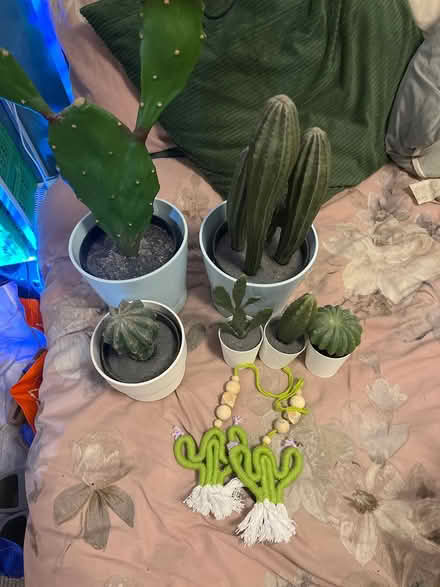 Photo of free Faux cactus collection (Shenley Brook End MK5) #1