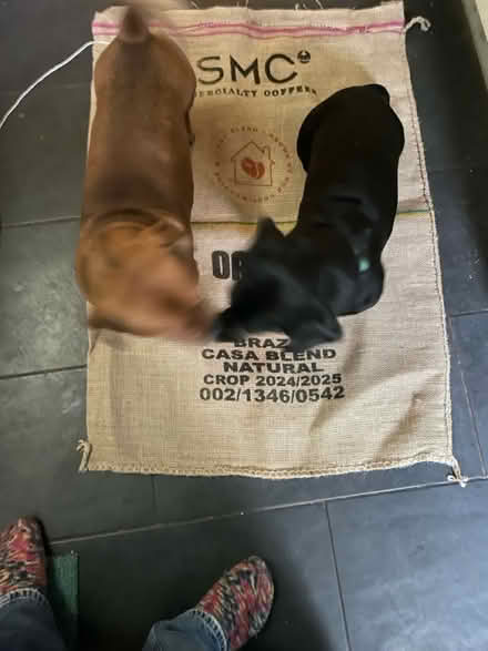 Photo of free Coffee Sacks x3 (Waterside) #1