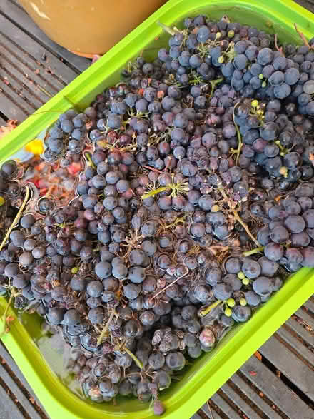 Photo of free Grapes (BS5) #1