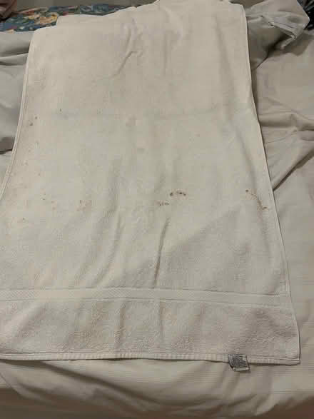 Photo of free 4 large towels (Hintonburg) #3