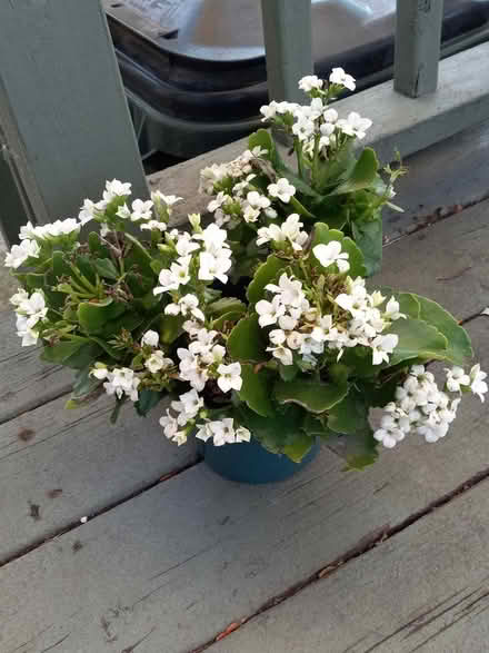 Photo of free White Kalanchoe (Hodgkins) #1
