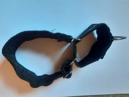 Photo of free Tightening dog collar (Osney OX2) #2