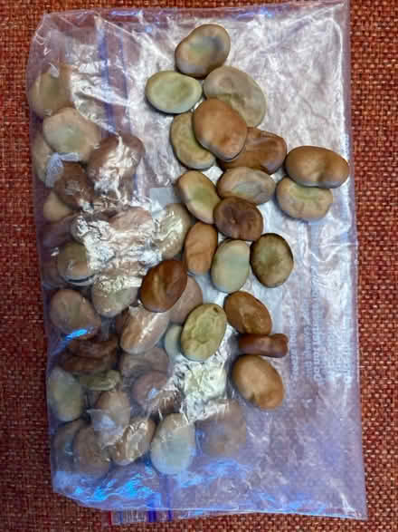 Photo of free Broad beans (Wells, Somerset. BA5) #1
