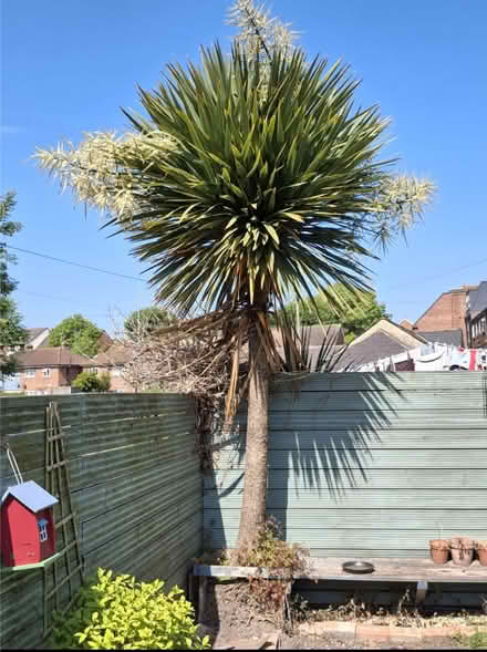 Photo of free Cordyline (The Highlands TN39) #1