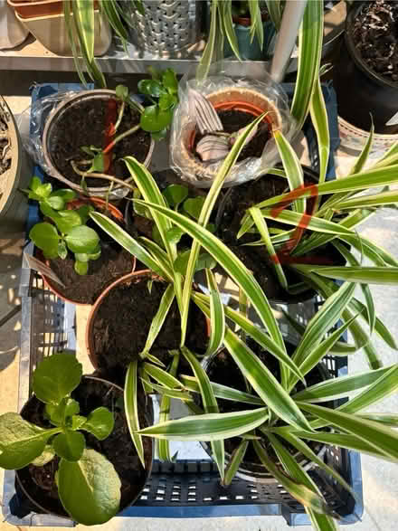 Photo of free Houseplants (Oxford OX33) #1
