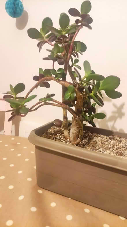 Photo of free Healthy Jade indoor plant (Chislehurst BR7) #1