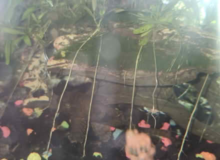 Photo of free Pleco (Germantown) #1