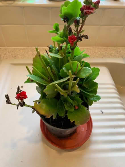 Photo of free House Plant (Bussage GL6) #2