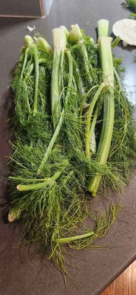 Photo of free Fresh fennel fronds (18th & Independence SE 20003) #1