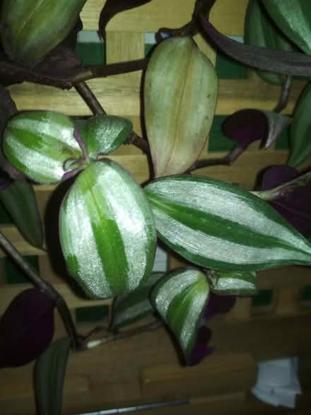 Photo of free Tradescantia zebrina cuttings (Dublin central) #2