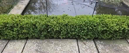 Photo of free box hedging (Chelmsford) #1
