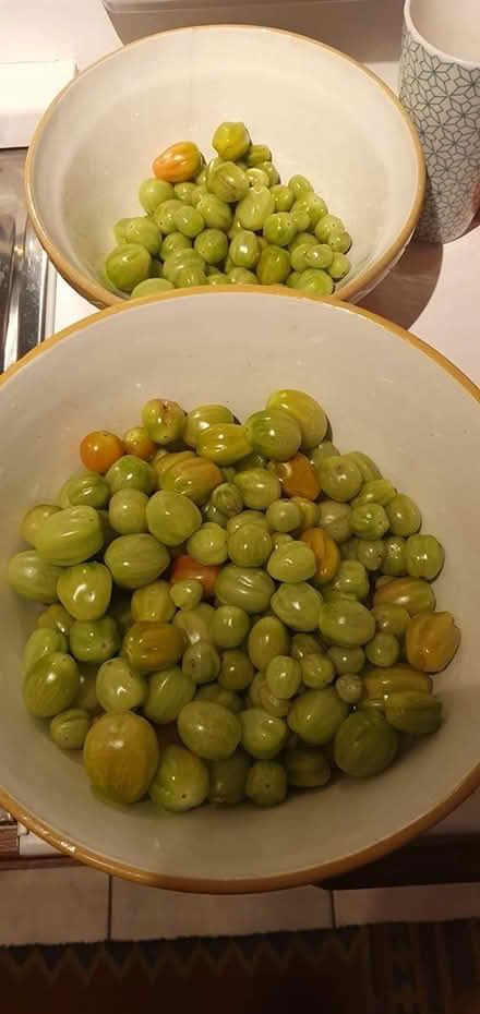 Photo of free Green tomatoes for chutney (Filey, Scarborough Road YO14) #1