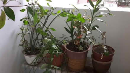 Photo of free Yet More Pot Plants (Queenstown, near MRT) #4