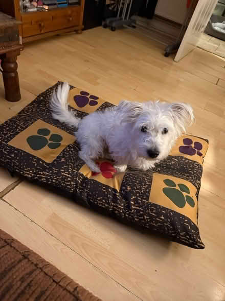Photo of free Medium size Dog bed (Sg12j SG1) #1