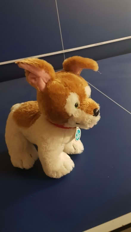 Photo of free Cuddly Dog (Bexley DA1) #1