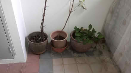 Photo of free Yet More Pot Plants (Queenstown, near MRT) #2