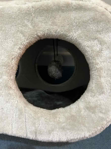 Photo of free Cat Scratcher & Bed (DE5 Ripley) #3