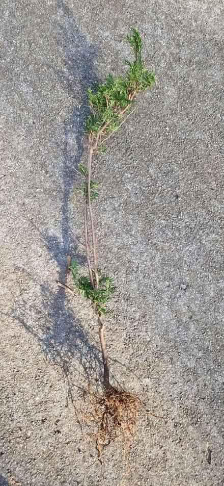 Photo of free Yew sapling (Upper Wellsway) #1