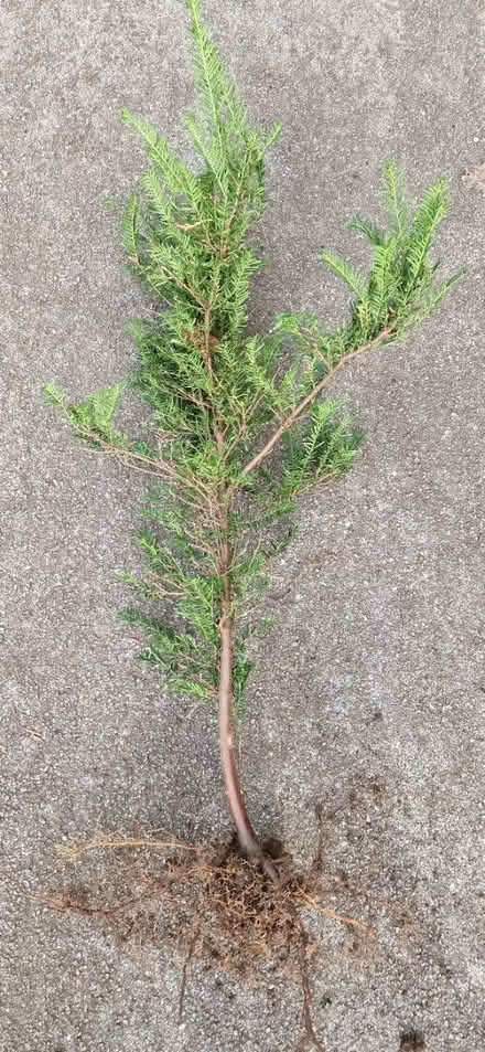 Photo of free Yew sapling 2 (Upper Wellsway) #1