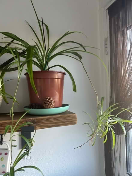 Photo of free 🕷️ plant (Bannockburn FK7) #1