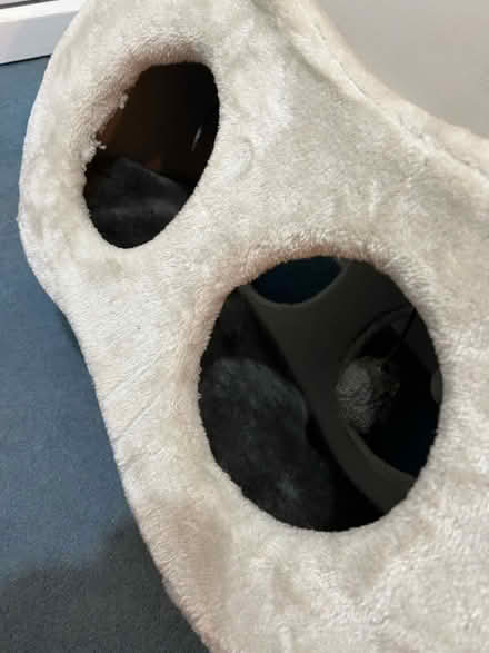 Photo of free Cat Scratcher & Bed (DE5 Ripley) #4