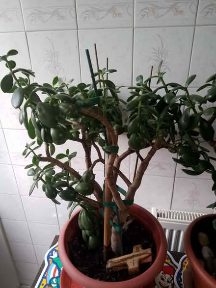 Photo of free cuttings from jade plant (Waltham Abbey EN8) #1