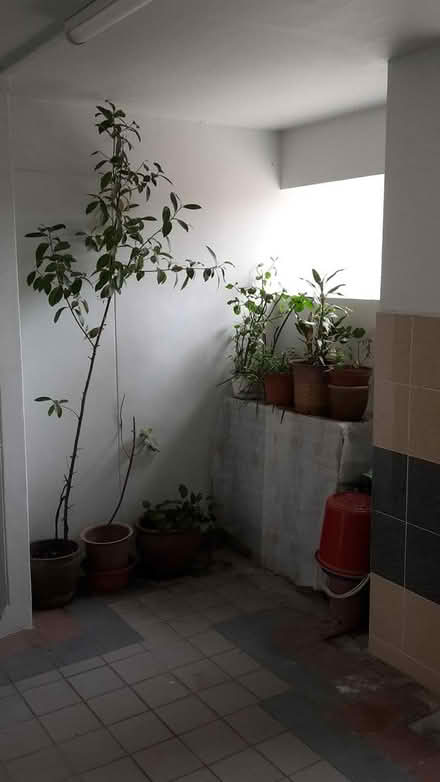 Photo of free Yet More Pot Plants (Queenstown, near MRT) #1