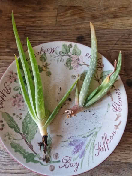 Photo of free Aloe vera baby plants (Gracemount EH16) #1