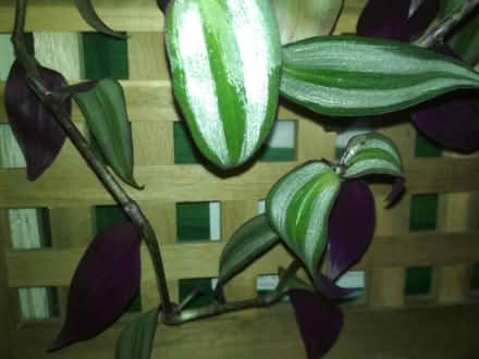 Photo of free Tradescantia zebrina cuttings (Dublin central) #1