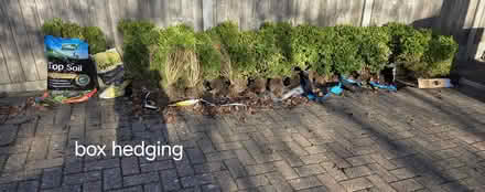 Photo of free box hedging (Chelmsford) #2