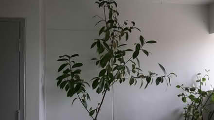 Photo of free Yet More Pot Plants (Queenstown, near MRT) #3