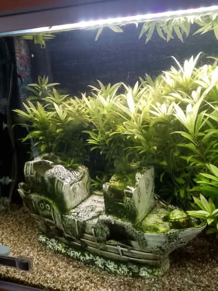 Photo of free aquarium plant (Waltham Abbey EN8) #2