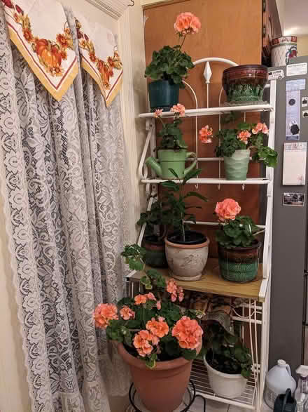 Photo of free Geranium Plants (Belford, N.J.) #2