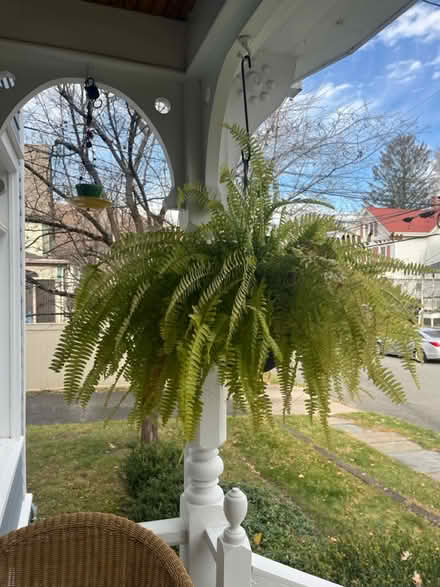 Photo of free 3 large porch ferns (Kingston, NY) #2