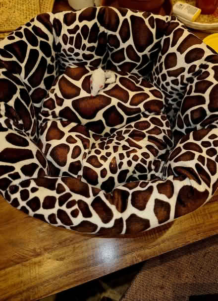 Photo of free Soft nest for your cat or small dog (Dalston E8) #1