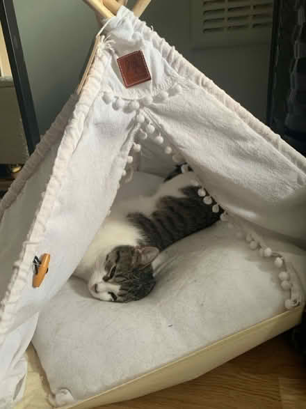 Photo of free CAT or DOGS TENT (Maida Vale W9) #2