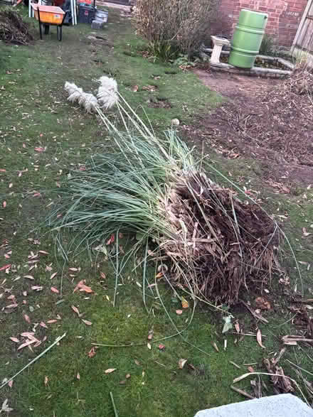 Photo of free Pampas grass (Bromborough CH62) #1