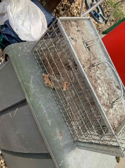 Photo of free Humane rat trap (Chesham HP5) #1